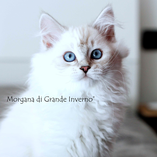 MORGANA DI GRANDE INVERNO